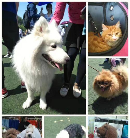 苏格兰牧羊犬的眼屎问题（为什么苏格兰牧羊犬容易产生眼屎？）
