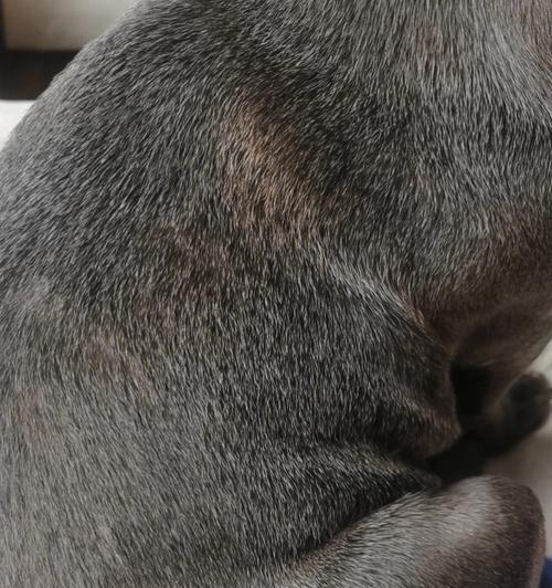 泰迪犬皮肤病的处理方法（以宠物为主，如何有效地防治泰迪犬皮肤病？）