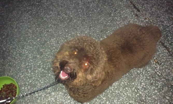 泰迪犬皮肤病的处理方法（以宠物为主，如何有效地防治泰迪犬皮肤病？）