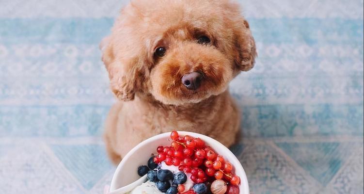 泰迪犬不能吃的食物有哪些？（15种人类食品千万不要喂给宠物泰迪犬）