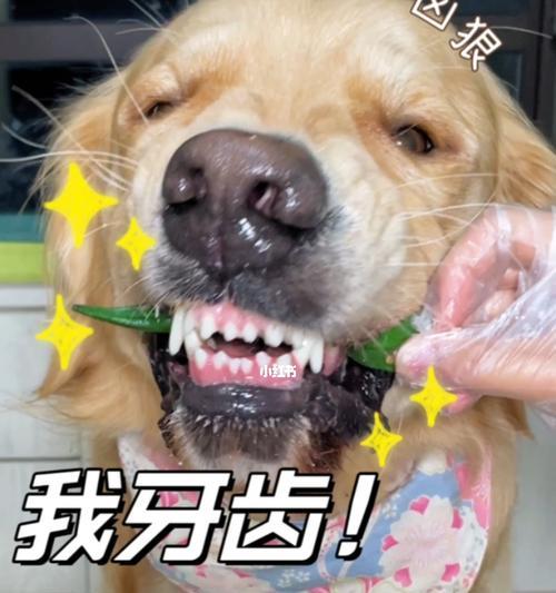 从金毛犬的牙齿来看年龄（金毛犬牙齿的生长变化及如何判断年龄）