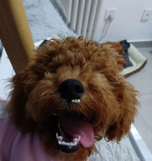 从金毛犬的牙齿来看年龄（金毛犬牙齿的生长变化及如何判断年龄）