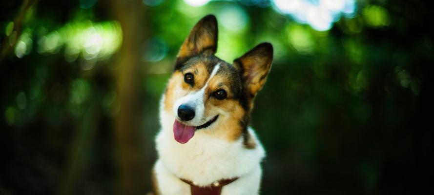 如何注意威尔士柯基犬的配种问题？（让你的宠物健康生育，关注这些细节！）