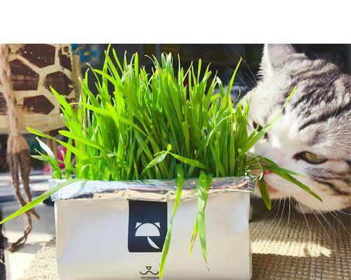 为什么养猫咪的人都种猫草？（探究猫草在宠物养护中的重要性）