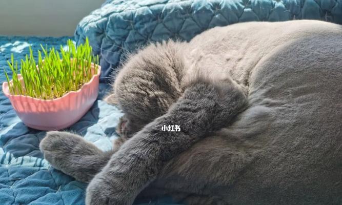 为什么养猫咪的人都种猫草？（探究猫草在宠物养护中的重要性）