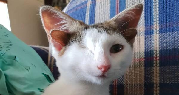 为什么猫咪耳朵有时候会流黄水？（原因、症状及预防方法）