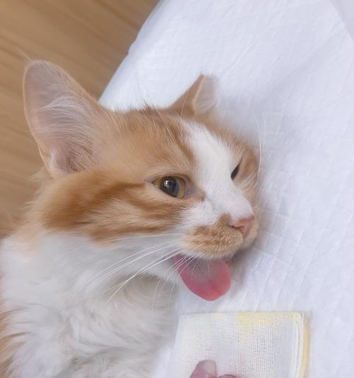 猫咪的绝育为何如此重要（保护宠物猫的健康和幸福生活）