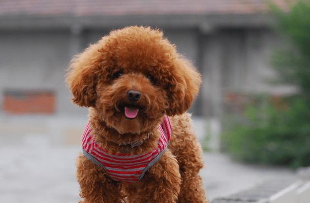 为何需要对泰迪犬进行训练？（探讨泰迪犬训练的重要性与好处）