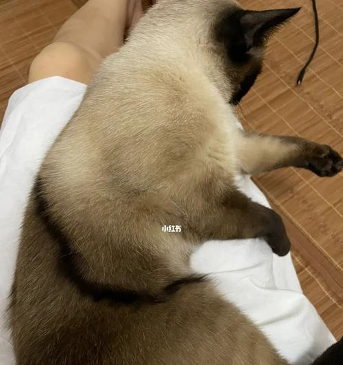 暹罗猫为什么越来越黑了？（探究暹罗猫毛色变化的原因）