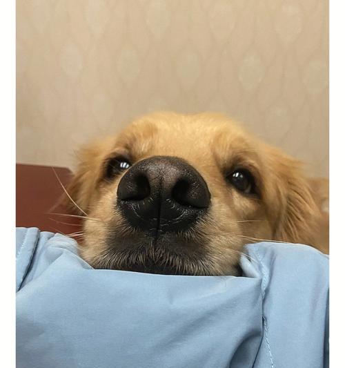 金毛犬眼睛变混浊的原因（探究金毛犬眼睛变混浊的原因，为宠物健康保驾护航）