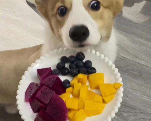 喂狗狗吃水果注意事项（如何让宠物犬健康饮食）