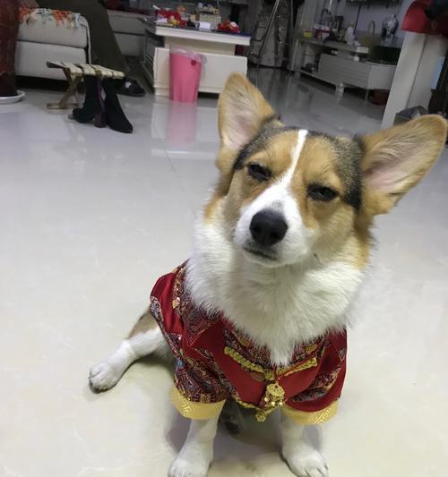 如何喂养健康的柯基犬？（注意事项、饮食安排、运动需求、健康保健、训练规划）