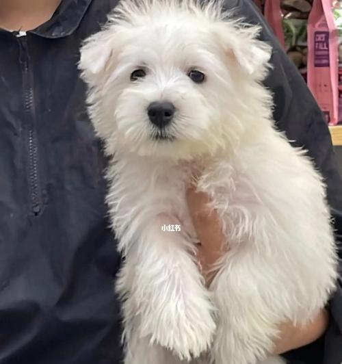 喂养西高地幼犬的注意事项（宠物主人必读，让你的宝贝成长健康）