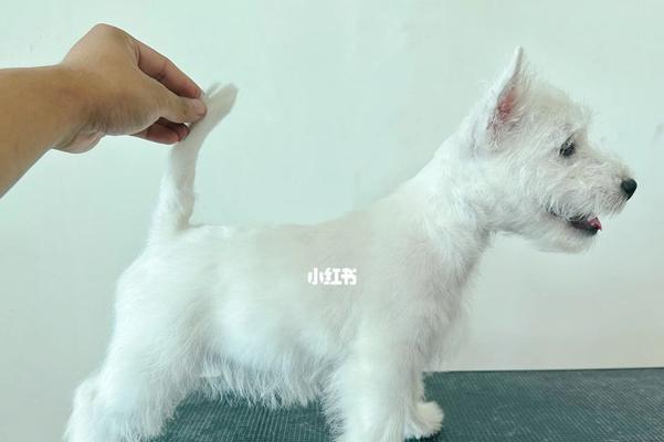 喂养西高地幼犬的注意事项（宠物主人必读，让你的宝贝成长健康）