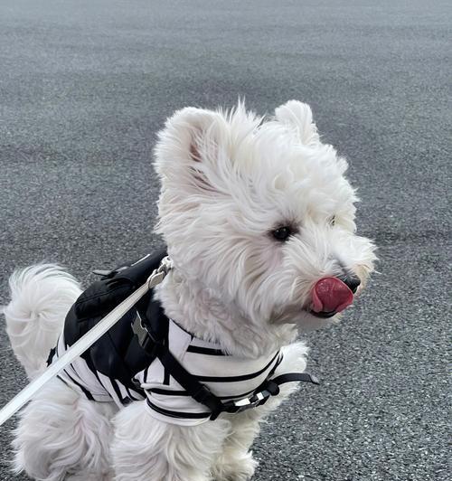 喂养西高地幼犬的注意事项（宠物主人必读，让你的宝贝成长健康）