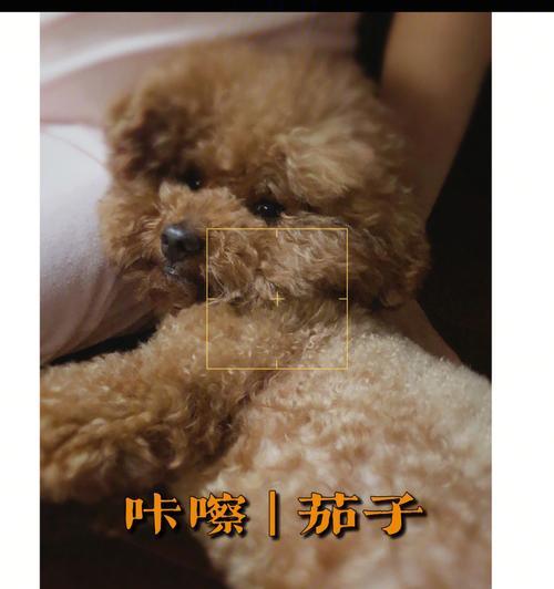 泰迪犬为何会有呼噜声？（探寻泰迪犬呼噜声的原因与解决方法）