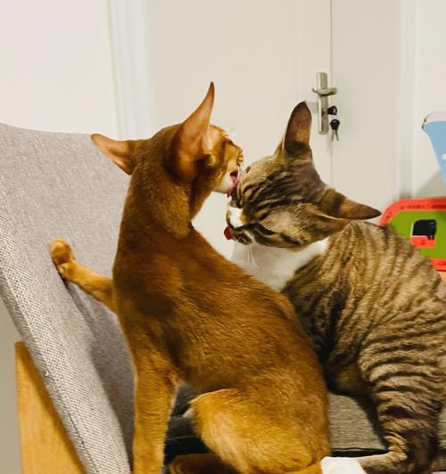 宠物肚子大的原因和解决方法（狗粮是否适合猫咪吃？以吐狗粮肚子叫的问题如何解决？）