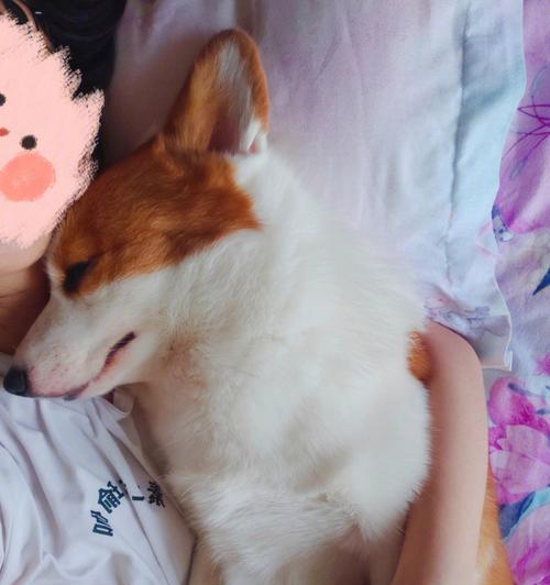 被小狗咬了没出血怎么办？（宠物咬伤后的应急处理和预防措施）