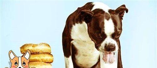 狗狗喝了牛奶拉稀怎么办？（宠物饮食注意事项，牛奶对狗狗的影响及治疗方法）