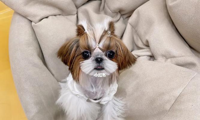 如何清理以西施犬狗狗眼里的毛毛？（教你清除宠物眼中的麻烦）