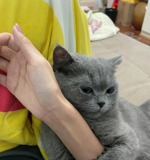 拥抱猫咪的魅力（猫咪）