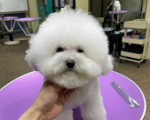 湘乡宠物店，帮助您为爱犬打针（专业宠物医护服务，让您的宠物健康无忧）