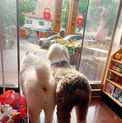 湘乡宠物店，帮助您为爱犬打针（专业宠物医护服务，让您的宠物健康无忧）
