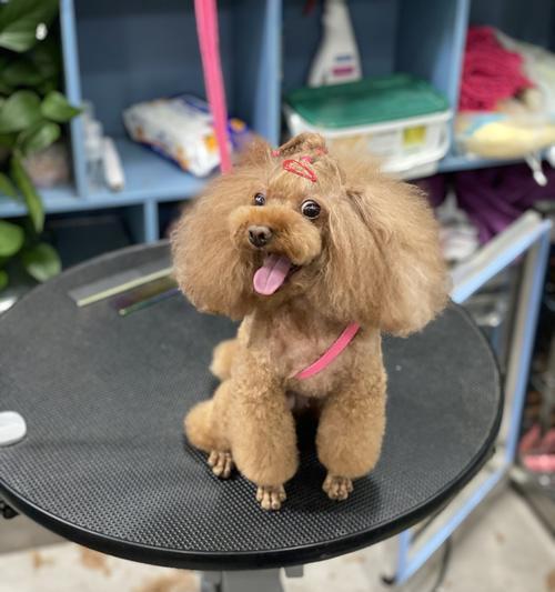 湘乡宠物店，帮助您为爱犬打针（专业宠物医护服务，让您的宠物健康无忧）