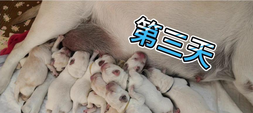 小狗的奶食之道——以小狗收奶为例（宠物狗是如何吃人奶的？）