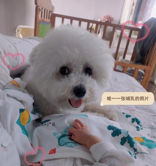 小狗的奶食之道——以小狗收奶为例（宠物狗是如何吃人奶的？）