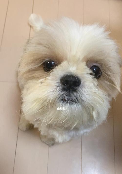 小狗打嗝原因及解决方法（宠物健康问题，专业指导来解决！）