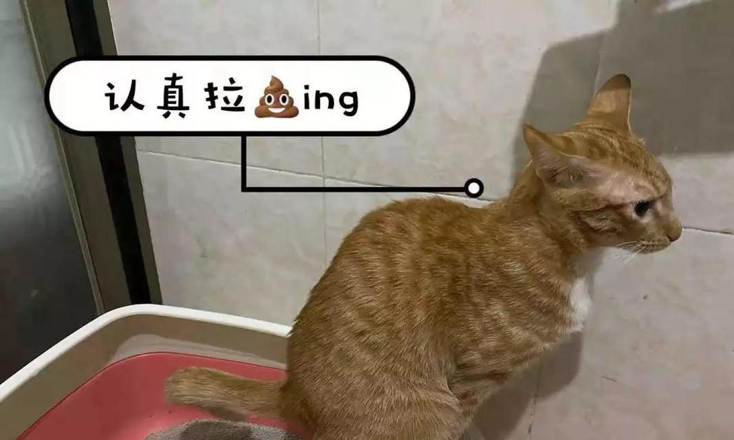 小猫便便干不干，关注小猫健康（小猫干便便有血，该怎么办？）