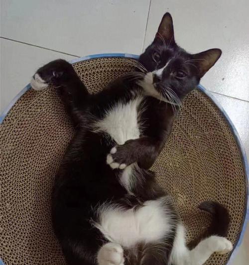 小猫为什么不吃素力高？（宠物喜欢肉食的科学原因以及素食引起的便秘问题）