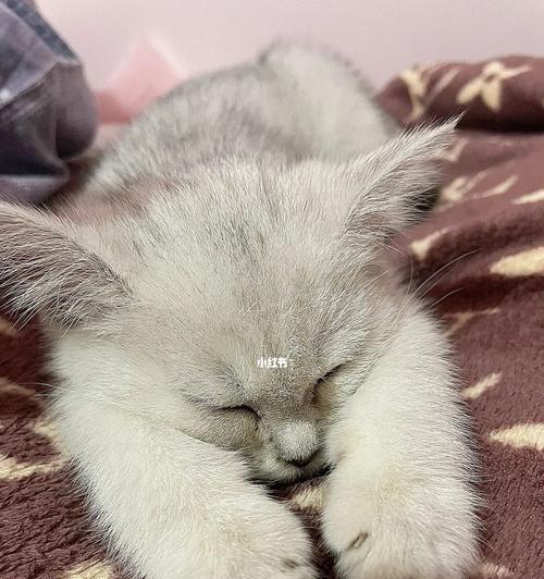 小猫食量调查——探究三个月大的小猫应该吃多少（以宠物为主，让你成为明智的猫奴）