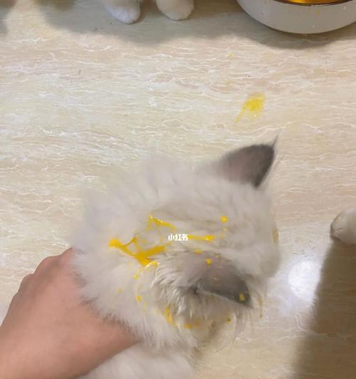 小猫吃鸡蛋视频的可爱之处（萌宠饮食新享受，小猫吃鸡蛋吗）