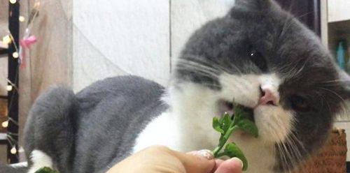 小猫吃鸡蛋视频的可爱之处（萌宠饮食新享受，小猫吃鸡蛋吗）