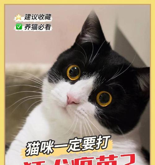 小猫多大可以打疫苗？（以宠物为主，详解小猫打疫苗的时间和注意事项）