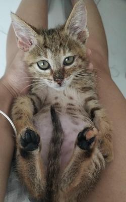 小猫多大可以打疫苗？（以宠物为主，详解小猫打疫苗的时间和注意事项）