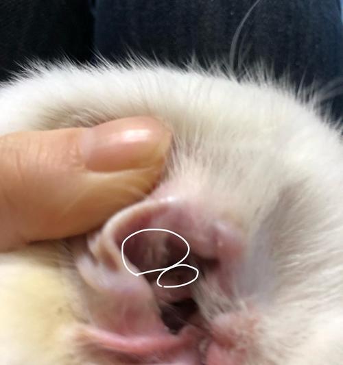 小猫耳屎多怎么清理？（宠物日常护理技巧，让你的小猫健康无忧）
