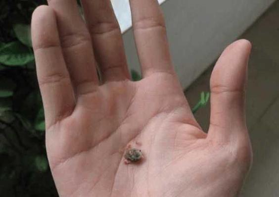 小猫耳屎多怎么清理？（宠物日常护理技巧，让你的小猫健康无忧）