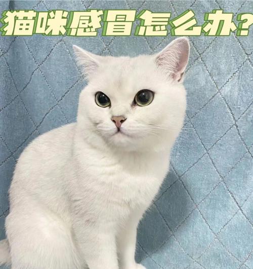 小猫感冒后遗症（宠物猫感冒的症状和预防措施）