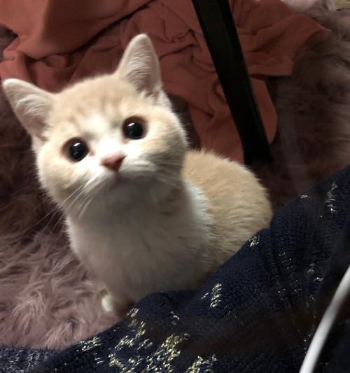 小猫刚断奶怎样喂养？（宠物猫刚断奶后的喂食注意事项）