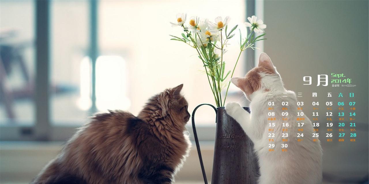如何让怕人的小猫接近你（以宠物为主的互动，建立起你和小猫之间的信任）