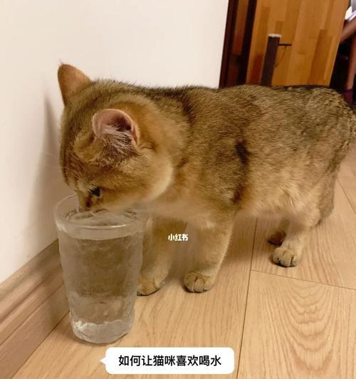 小猫为何不喝水（原因与解决方法）