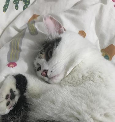 宠物小猫突然抽搐