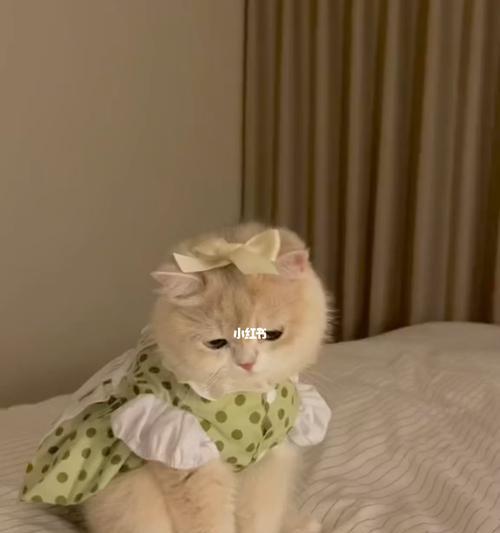小猫突然生气！（揭秘宠物生气的神奇表现）