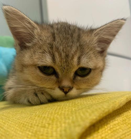 小猫眼红怎么办？（宠物小猫眼红打喷嚏，应该如何治疗？）