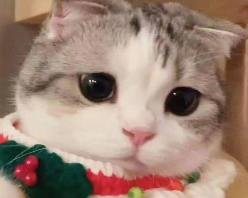 小猫在干嘛？揭秘小猫的日常生活！