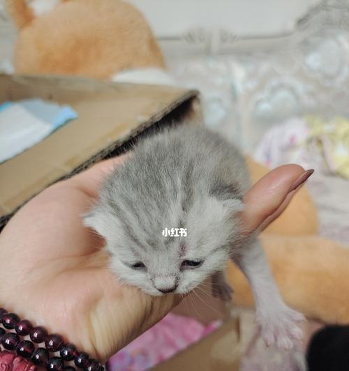 小猫张不开眼睛？一定要做好这些！（宠物猫睁眼时间长短、护理方法、症状判断、治疗方式）