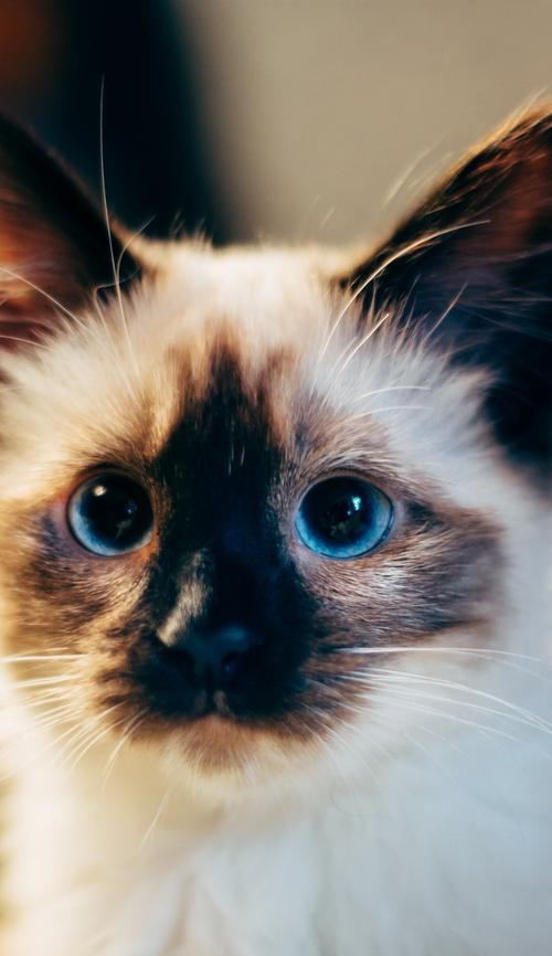 小猫张不开眼睛？一定要做好这些！（宠物猫睁眼时间长短、护理方法、症状判断、治疗方式）